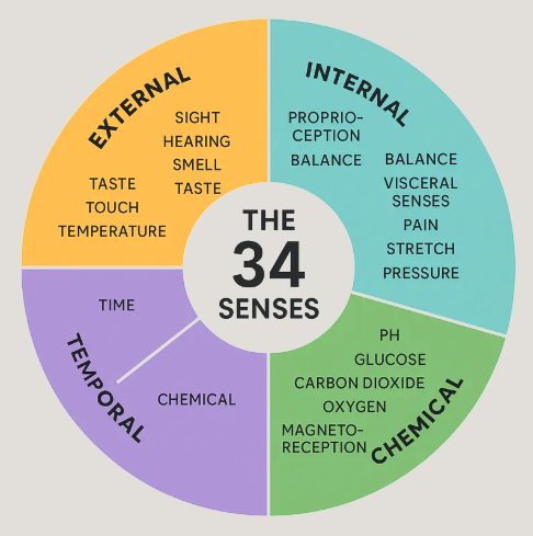 Beyond the Five: The 34 Senses You Already Have (But Forgot to Notice)